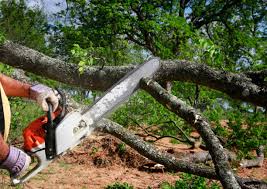 Reliable Lauderdale Lakes, WI Tree Removal and Landscaping Services Solutions